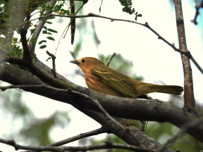 YELLOW WARBLER (golden)