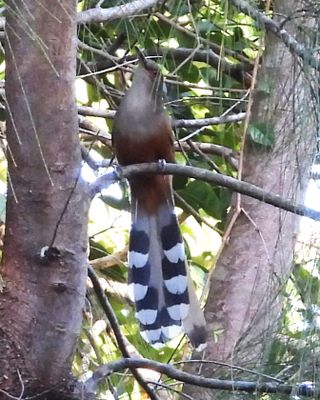 PUERTO RICAN LIZARD-CUCKOO