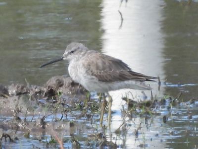 STILT SANDPIPER (basic)