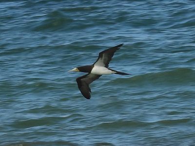 BROWN BOOBY (Atlantic)