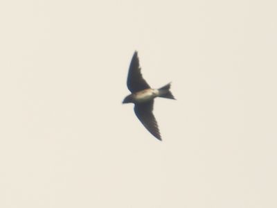 CARIBBEAN MARTIN (female/imm)