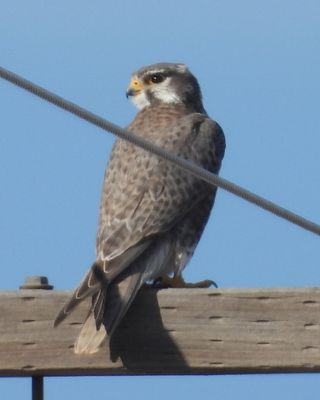 FALCONS