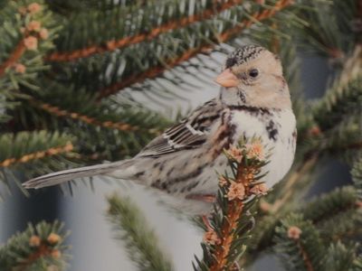 HARRIS'S SPARROW (immature)