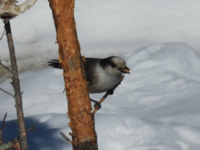 CANADA JAY