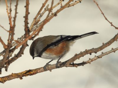 BOREAL CHICKADEE