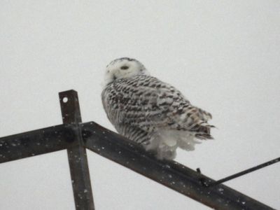 SNOWY OWL (immature)