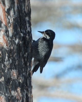 BLACK-BACKED WOODPECKER (female)