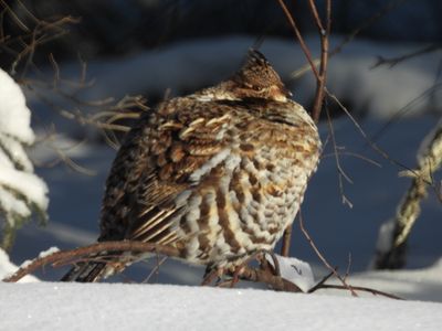 RUFFED GROUSE