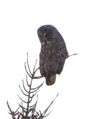 OWLS