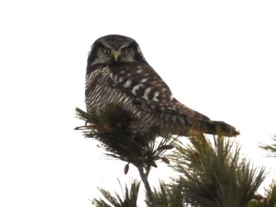 NORTHERN HAWK OWL