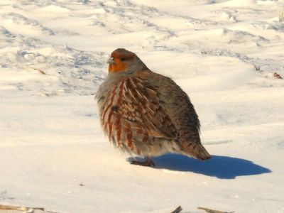 GRAY PARTRIDGE