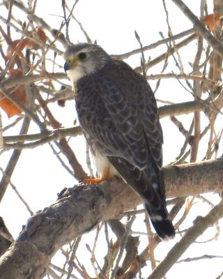 MERLIN