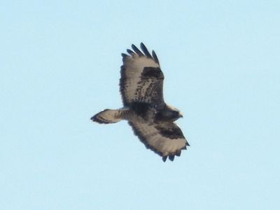 ROUGH-LEGGED HAWK