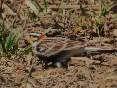CHESTNUT-COLLARED LONGSPUR