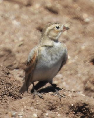 THICK-BILLED LONGSPUR (female)