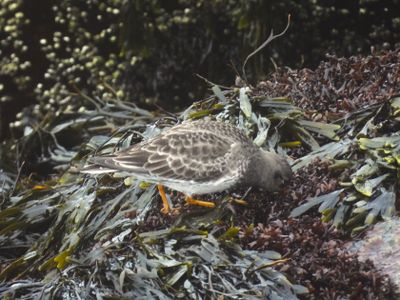 PURPLE SANDPIPER