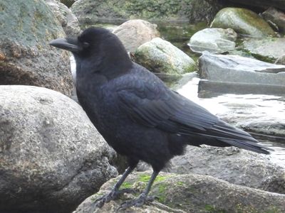 FISH CROW