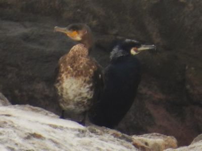 GREAT CORMORANT (pair)