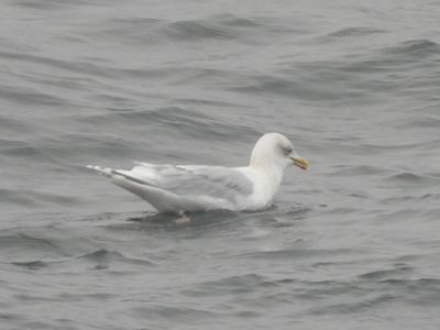 ICELAND GULL (Kumlien's)