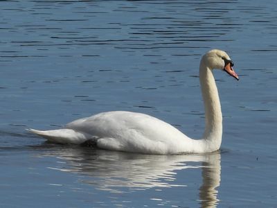 MUTE SWAN
