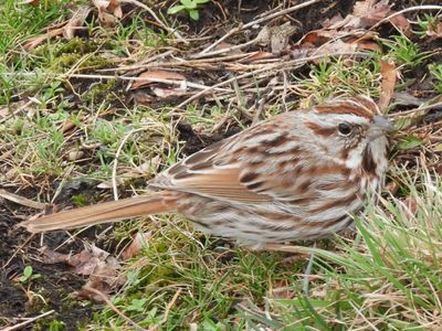 SONG SPARROW