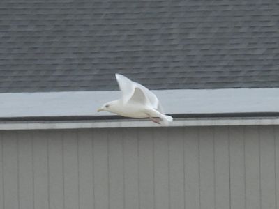 ICELAND GULL (European)
