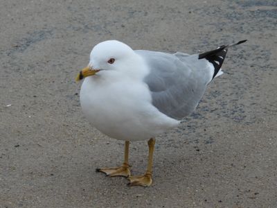 RING-BILLED GULL