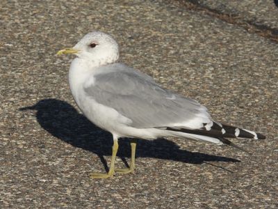 COMMON GULL (Russian)