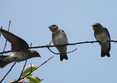 NORTHERN ROUGH-WINGED SWALLOW (juvenile)