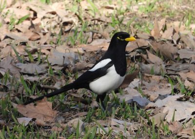 YELLOW-BILLED MAGPIE