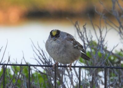 GOLDEN-CROWNED SPARROW