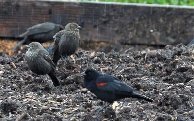 RED-WINGED BLACKBIRD (Bicolored)