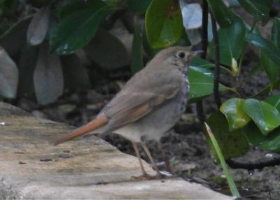HERMIT THRUSH (Audubon's)