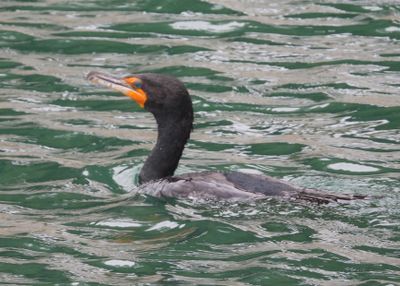 DOUBLE-CRESTED CORMORANT
