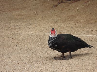 MUSCOVY DUCK (domestic)
