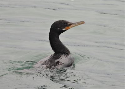 NEOTROPIC CORMORANT
