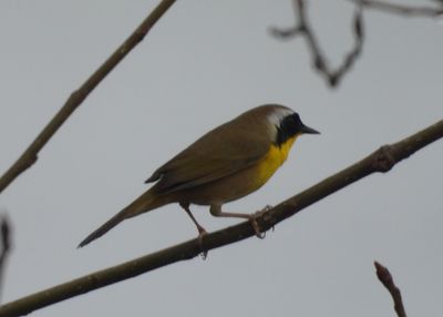 COMMON YELLOWTHROAT