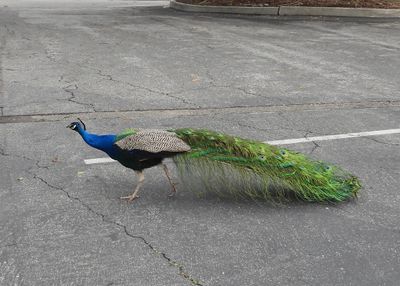 INDIAN PEAFOWL