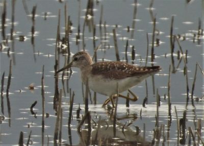 WOOD SANDPIPER