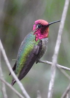 HUMMINGBIRDS