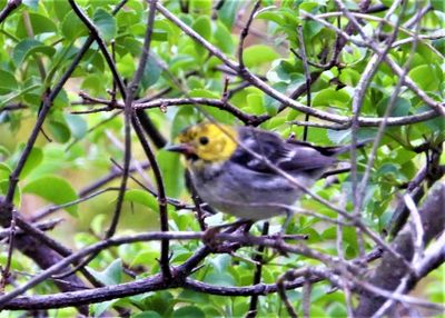 HERMIT WARBLER (female)