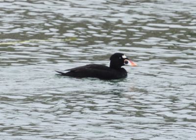 SURF SCOTER