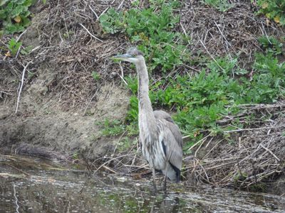 GREAT BLUE HERON
