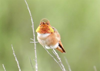 ALLEN'S HUMMINGBIRD