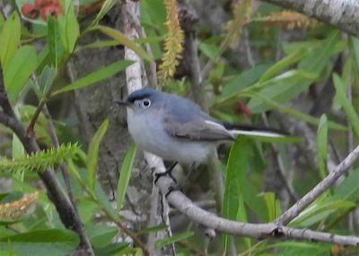 BLUE-GRAY GNATCATCHER