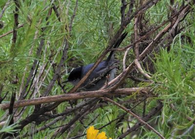 CALIFORNIA GNATCATCHER