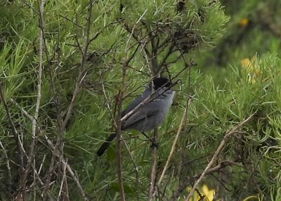 CALIFORNIA GNATCATCHER
