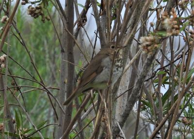 HERMIT THRUSH
