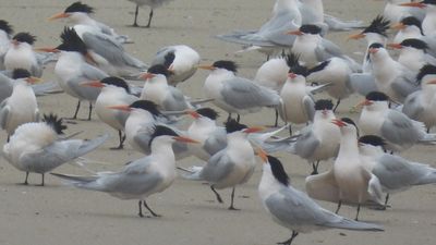 ELEGANT TERN