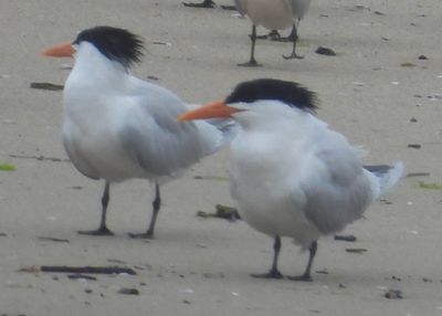 ROYAL TERN